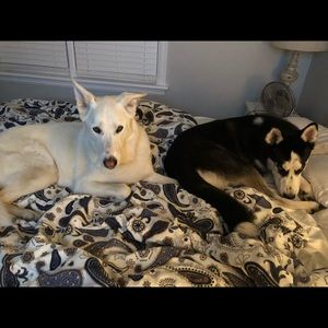 Meet your Posher, Samantha